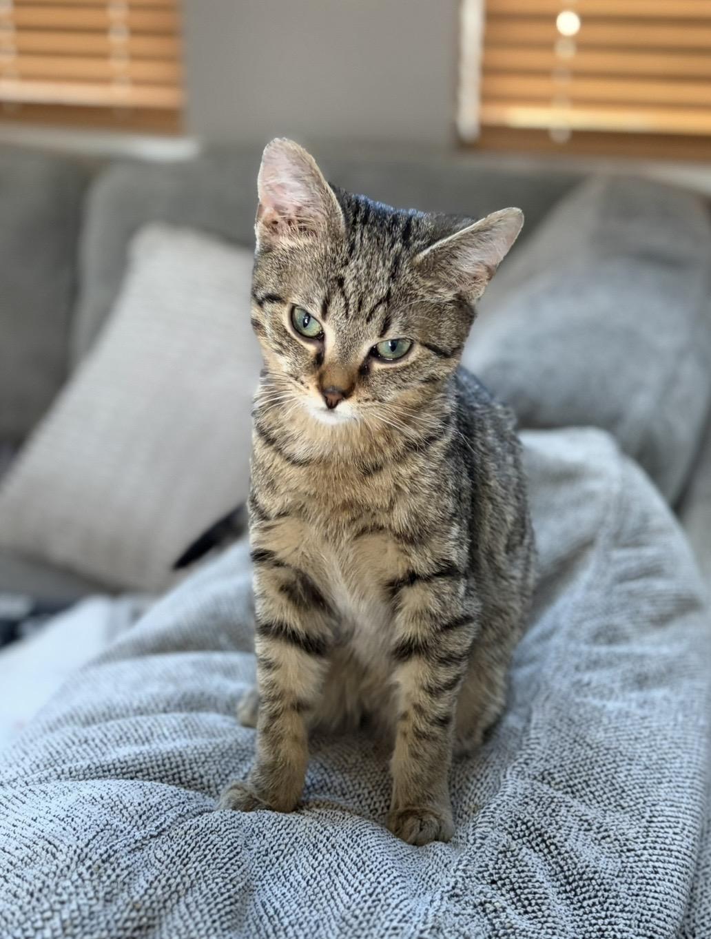 Dustin, Adoptable, Kitten Male Domestic Short Hair.