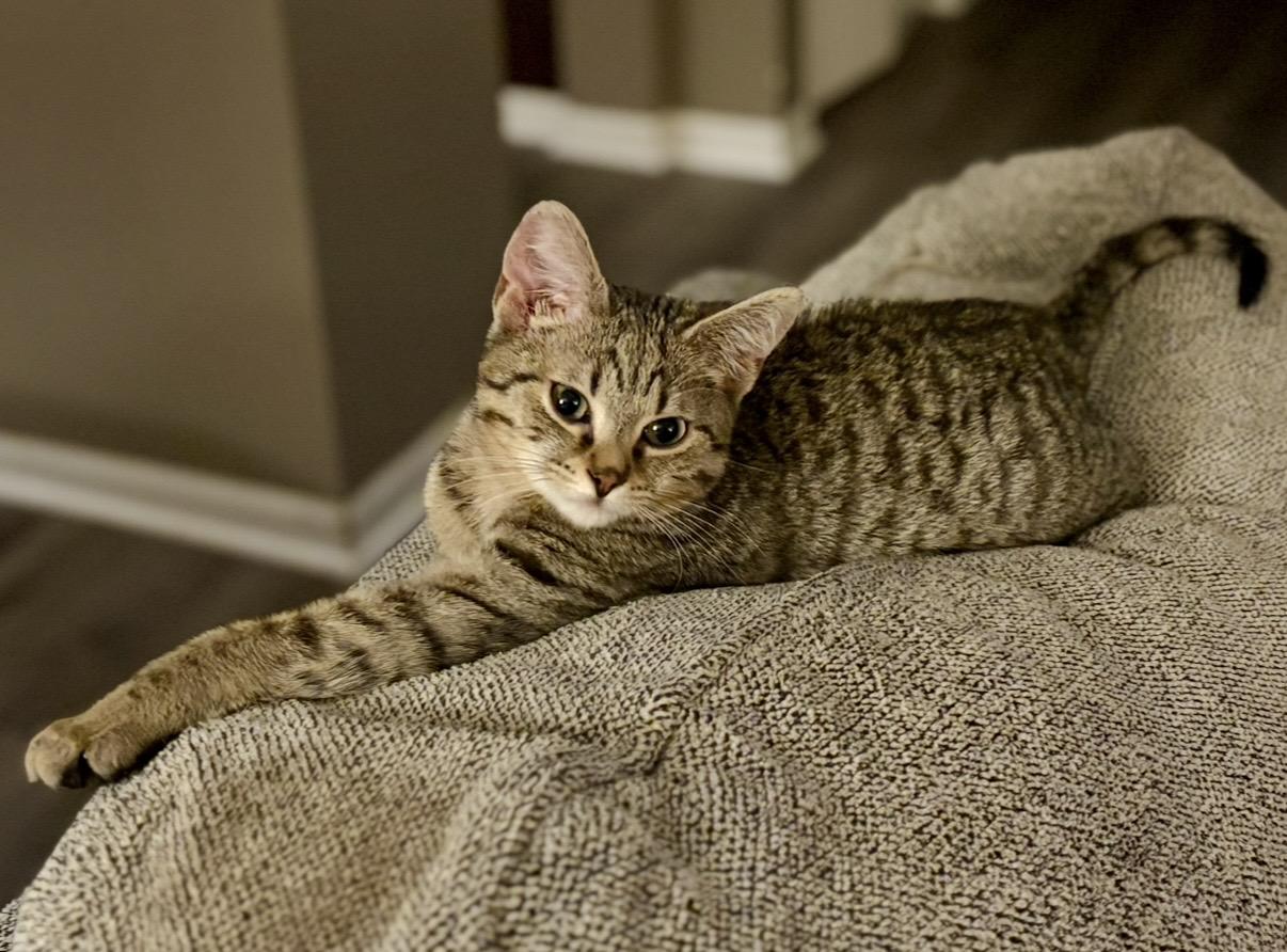 Enlarge Dustin, a Adoptable Domestic Short Hair in Plainfield, IL image 6/6