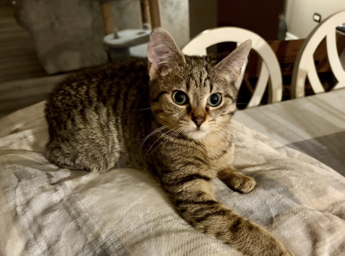 Enlarge Dustin, a Adoptable Domestic Short Hair in Plainfield, IL image 4/6