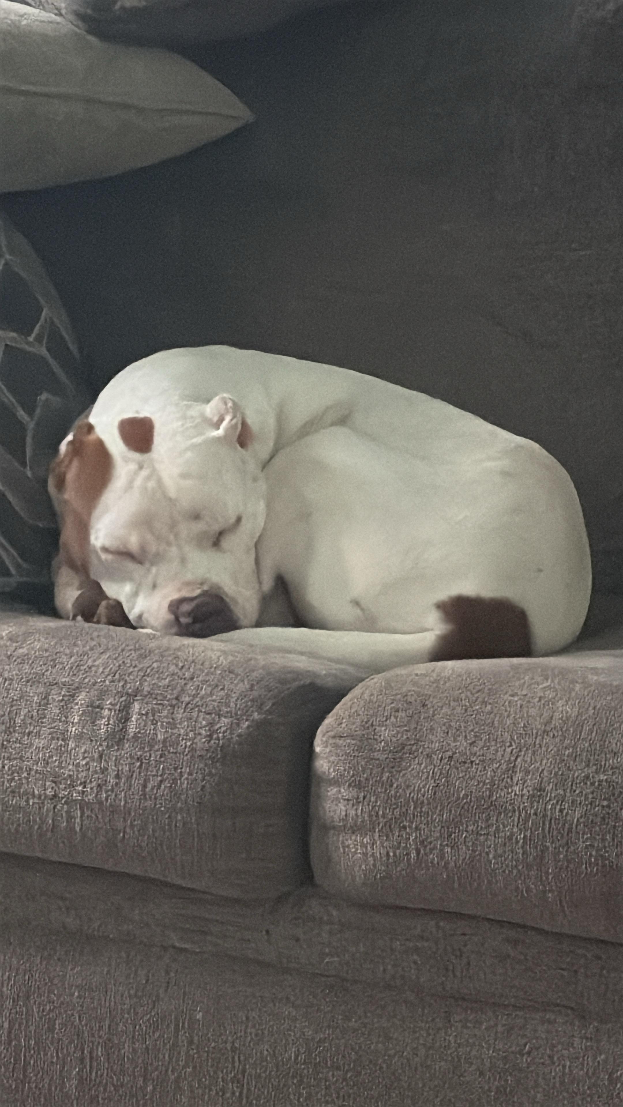 Blake, Adoptable, Young Male Pit Bull Terrier.