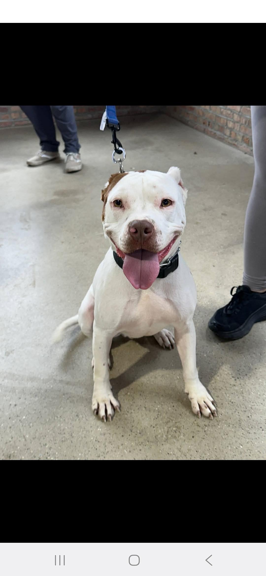 Enlarge Blake, a Adoptable Pit Bull Terrier in merrillville, IN image 2/4