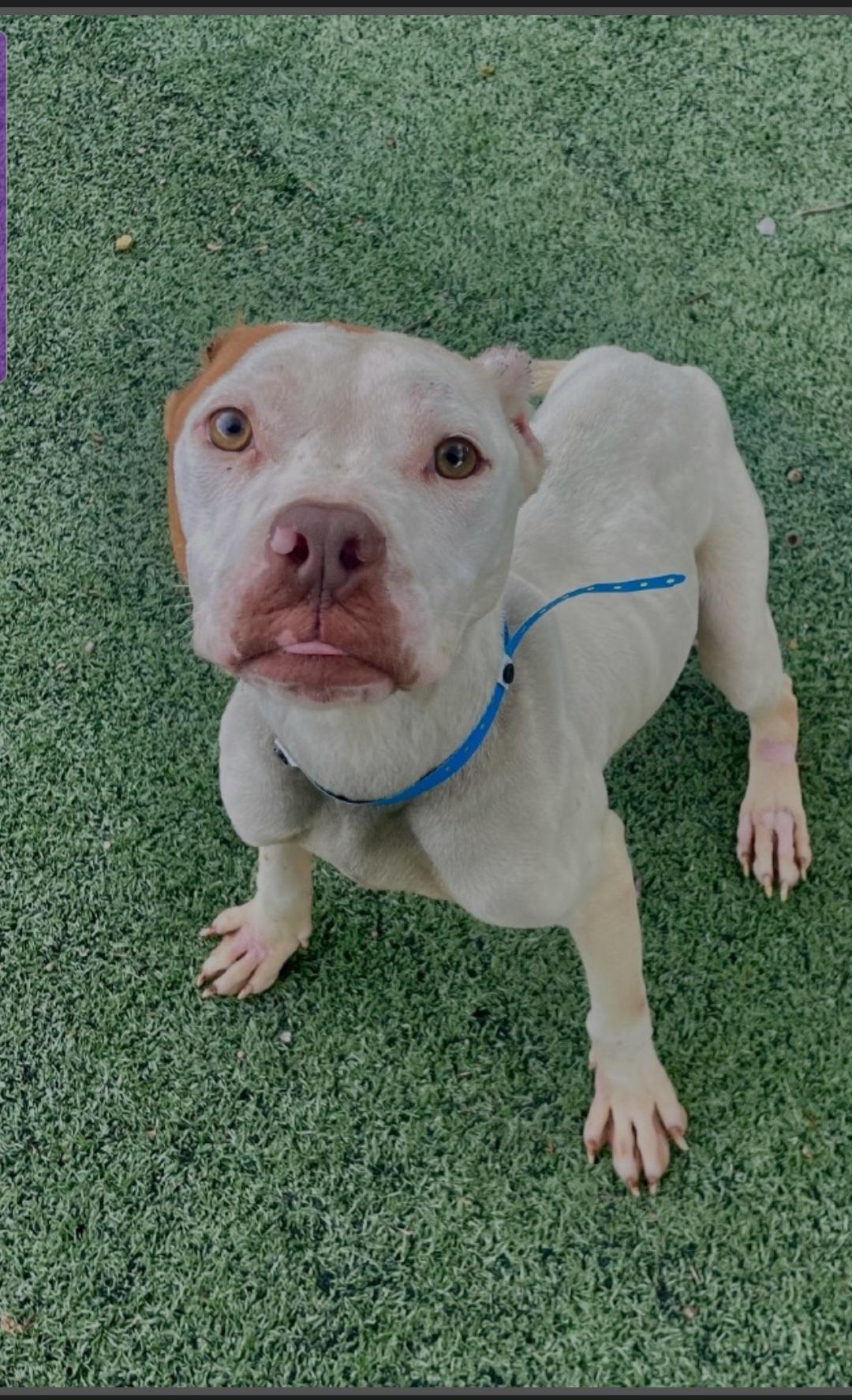 Blake, a Adoptable Pit Bull Terrier in merrillville, IN image 3/6