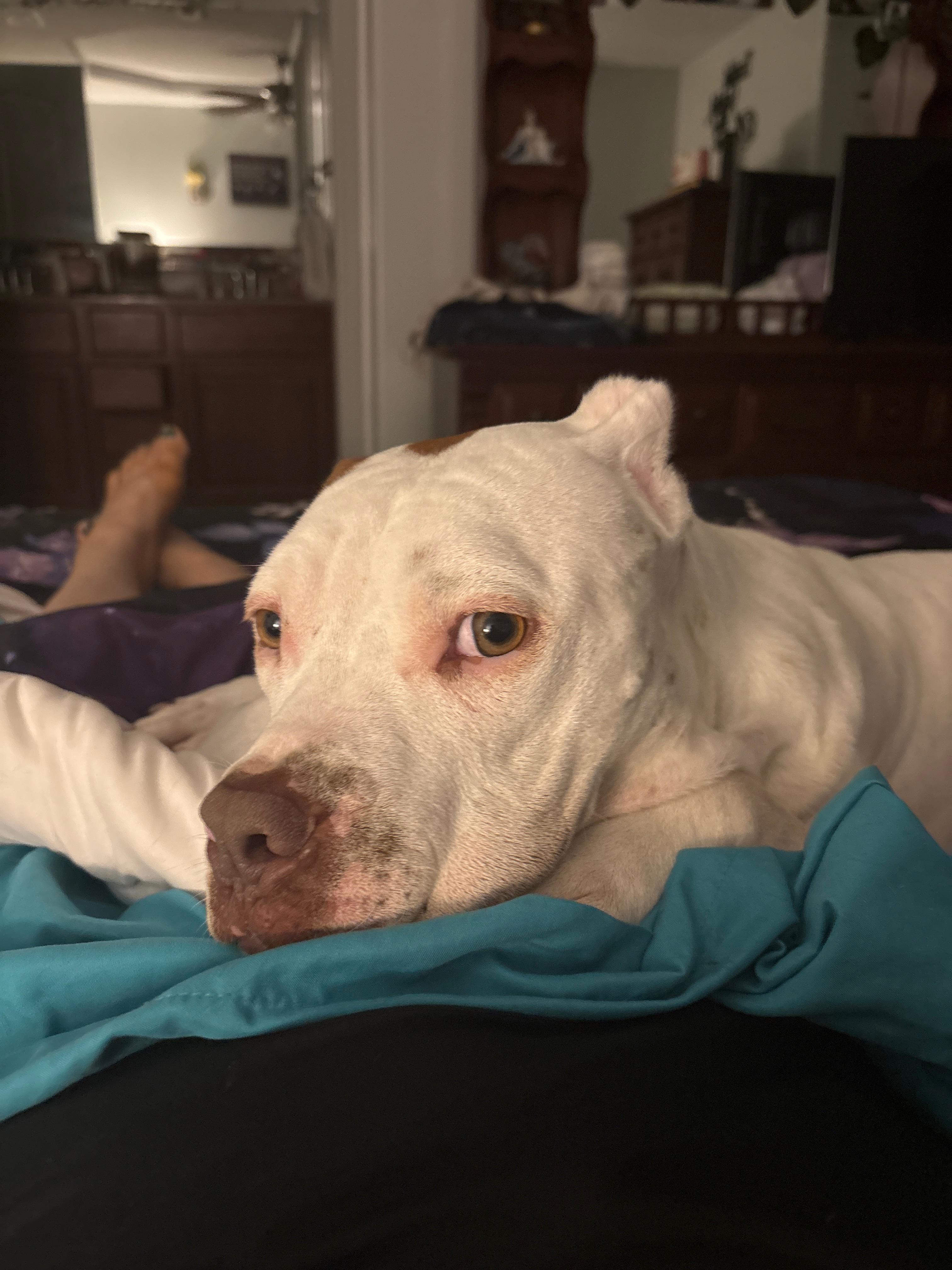 Blake, a Adoptable Pit Bull Terrier in merrillville, IN image 5/6