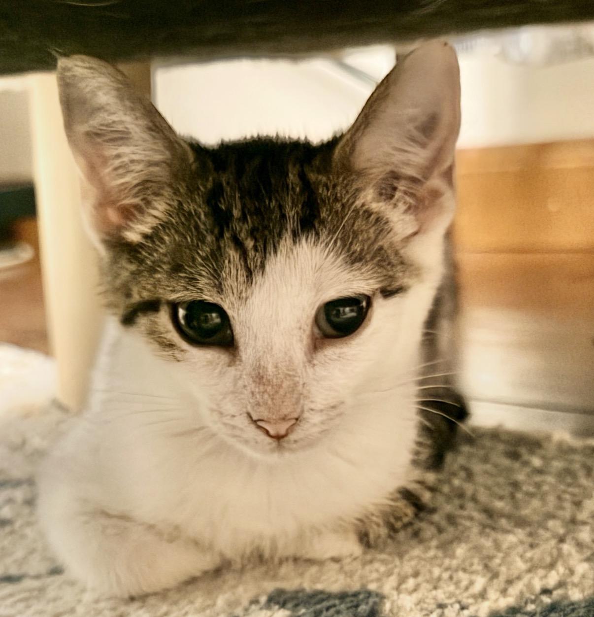 Enlarge Zara, a Adoptable Domestic Short Hair in Maineville, OH image 5/6