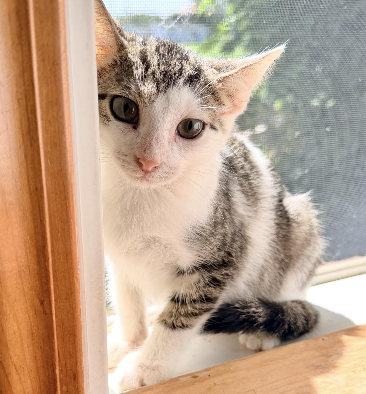 Zara, Adoptable, Kitten Female Domestic Short Hair.