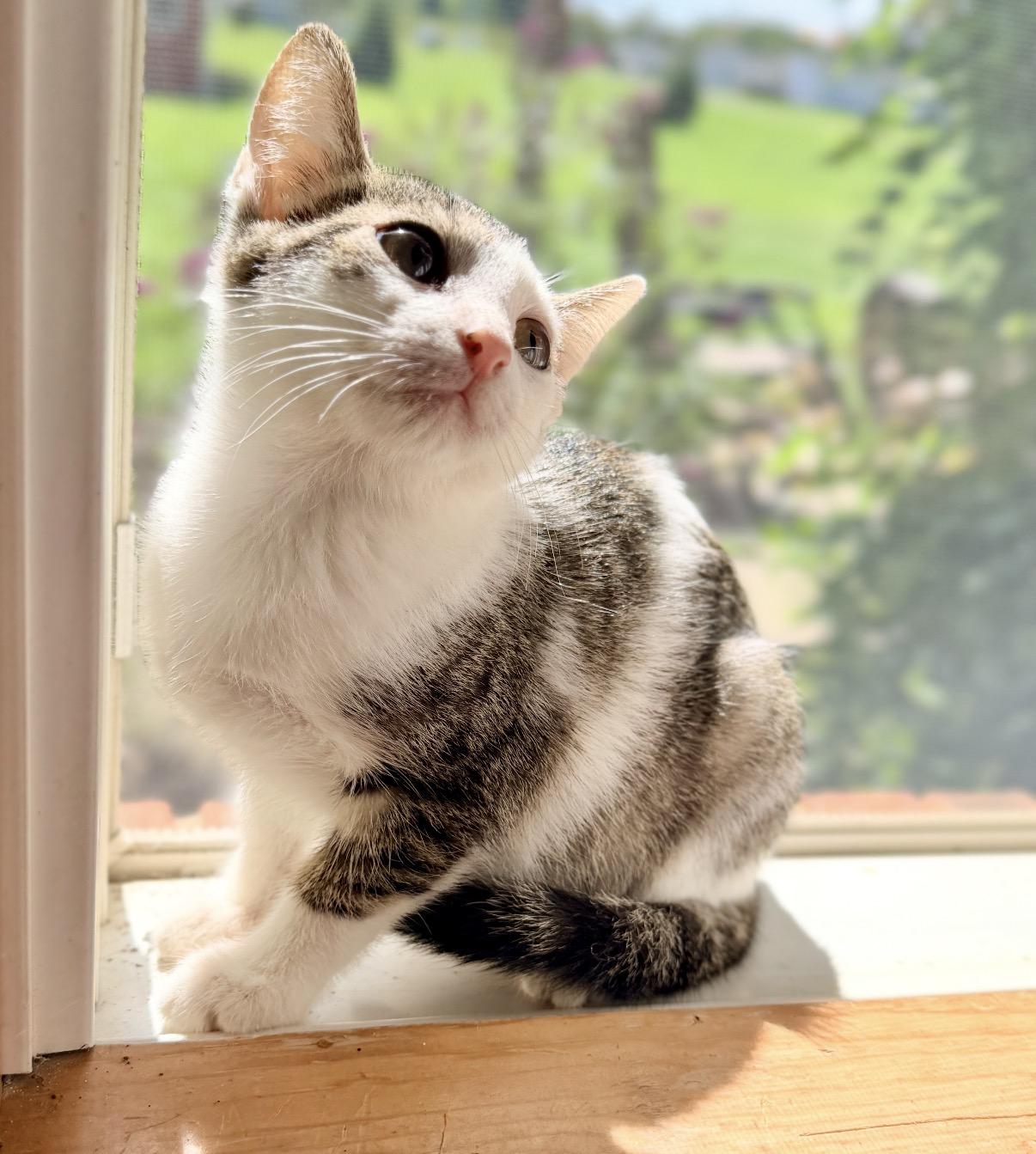 Enlarge Zara, a Adoptable Domestic Short Hair in Maineville, OH image 2/6