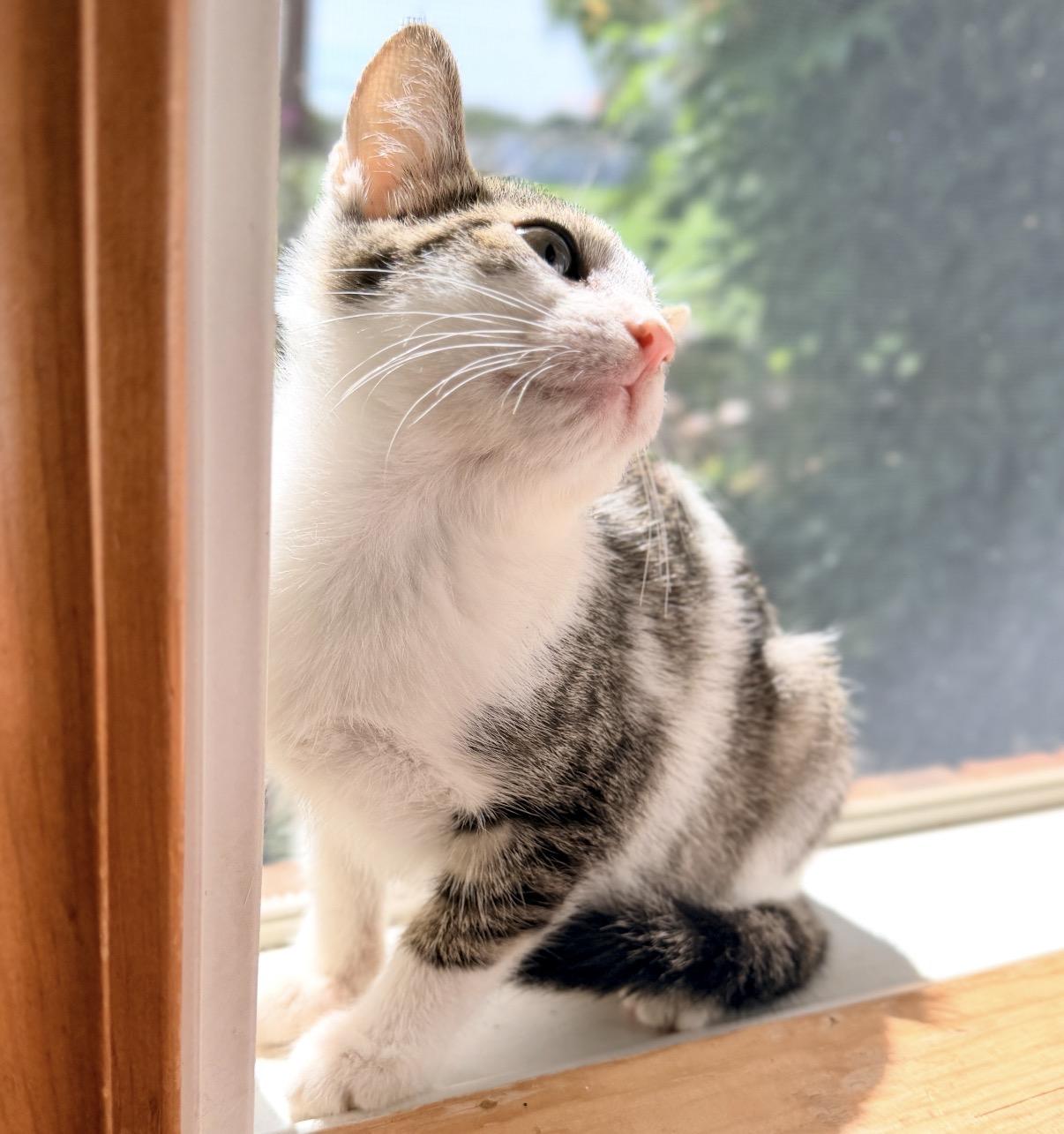 Enlarge Zara, a Adoptable Domestic Short Hair in Maineville, OH image 4/6