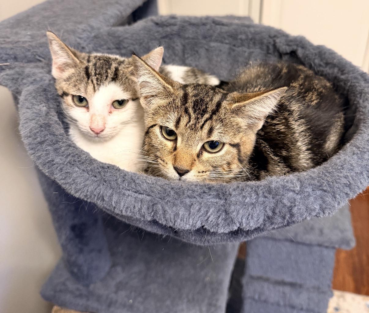 Enlarge Zara, a Adoptable Domestic Short Hair in Maineville, OH image 3/6