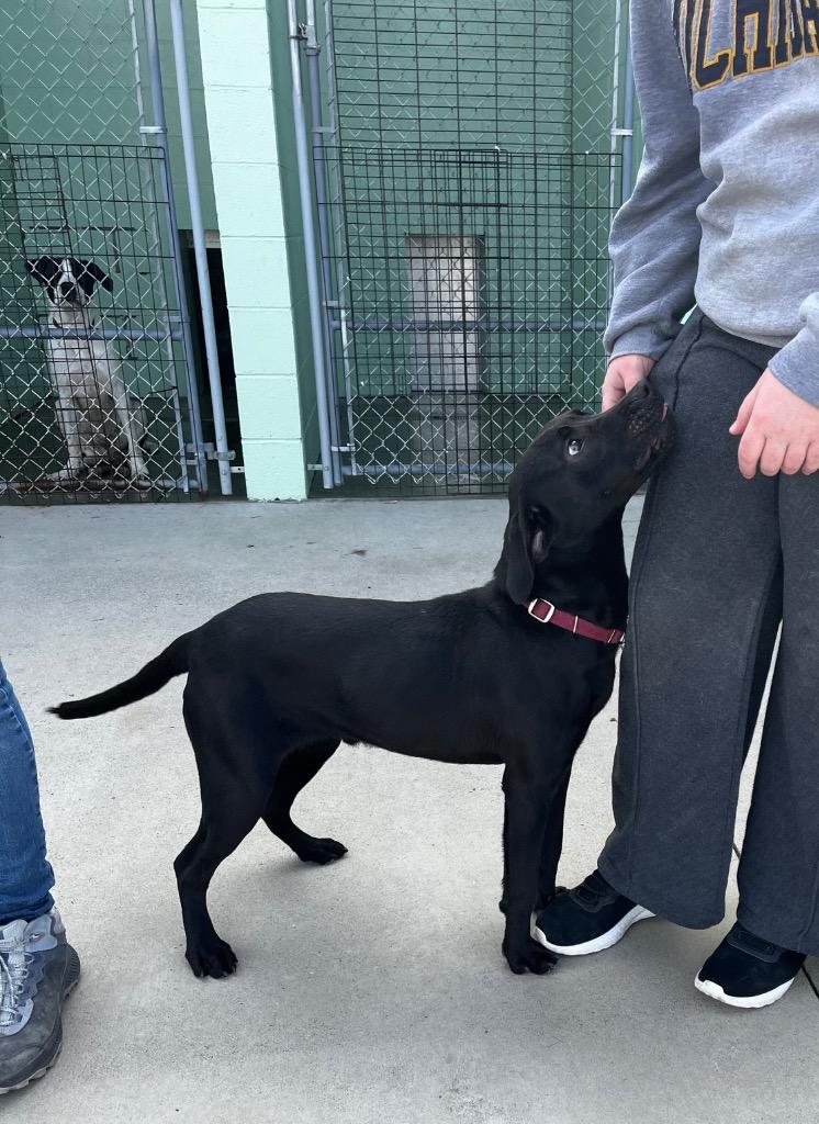 Enlarge Kronk, a Adoptable mixed breed in Blountville, TN image 1/6