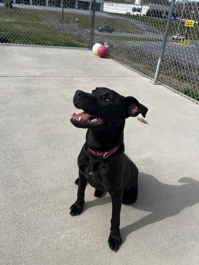 Enlarge Kronk, a Adoptable mixed breed in Blountville, TN image 2/6