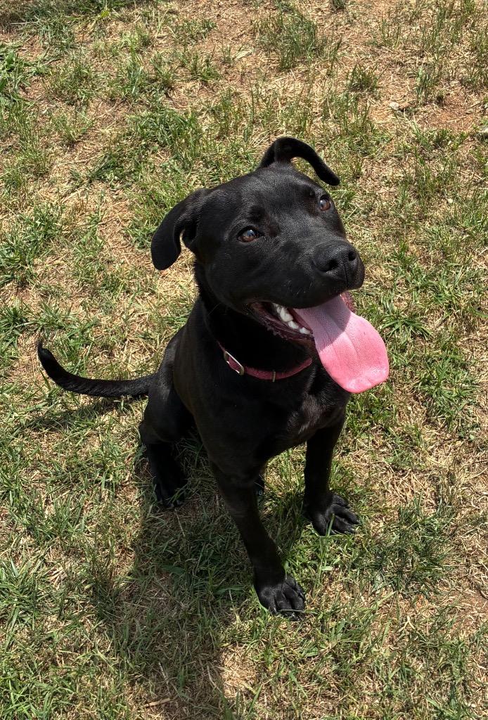 Kronk, a Adoptable mixed breed in Blountville, TN image 2/6