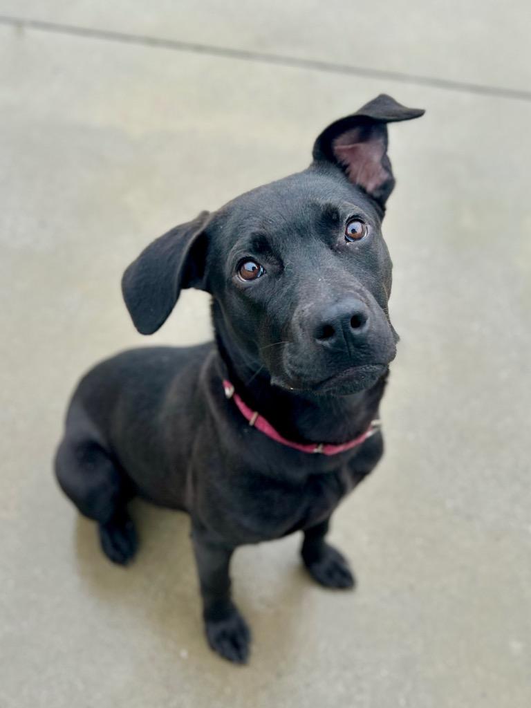 Enlarge Kronk, a Adoptable mixed breed in Blountville, TN image 3/6