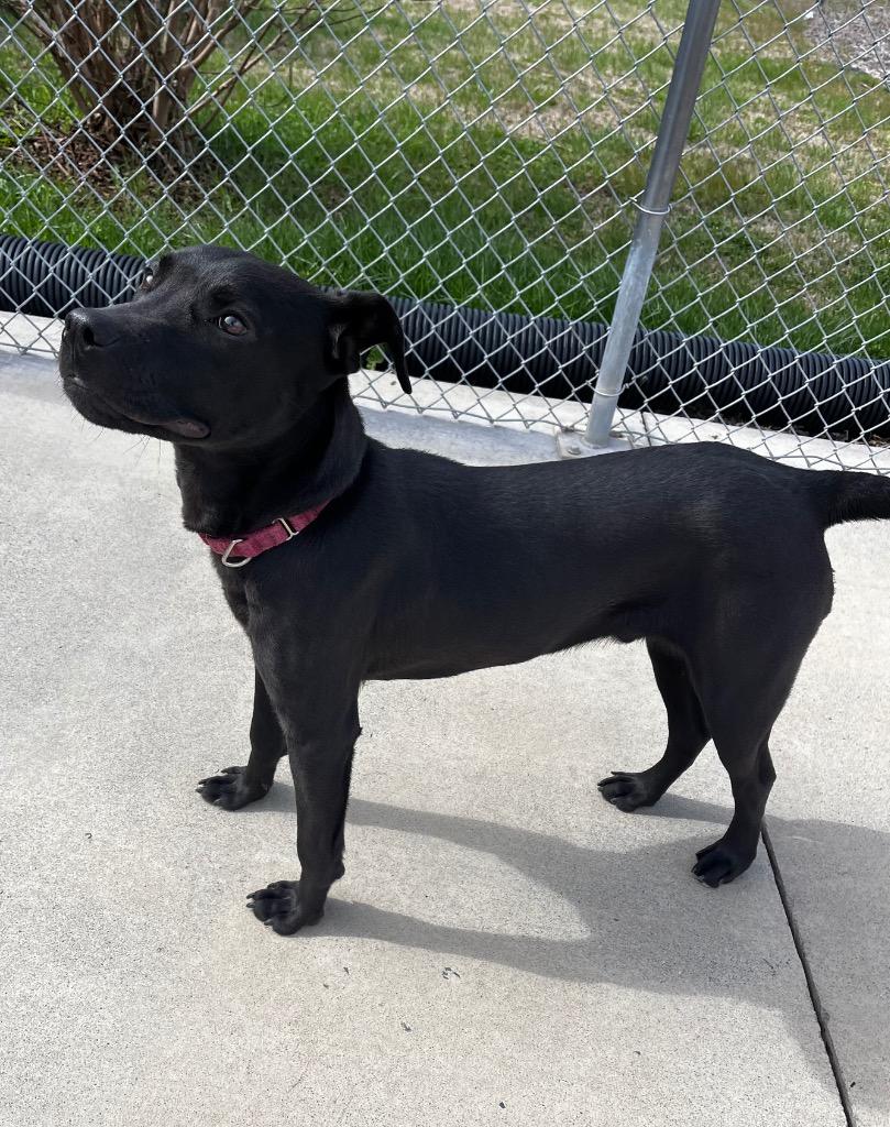 Enlarge Kronk, a Adoptable mixed breed in Blountville, TN image 4/6