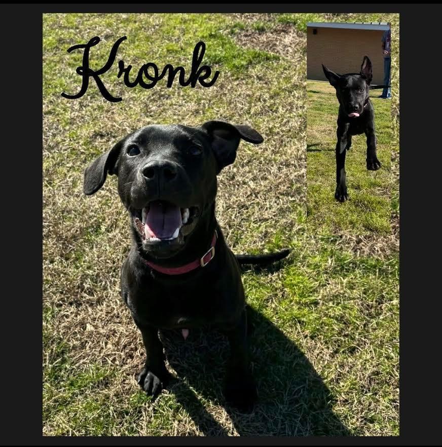Enlarge Kronk, a Adoptable mixed breed in Blountville, TN image 5/6