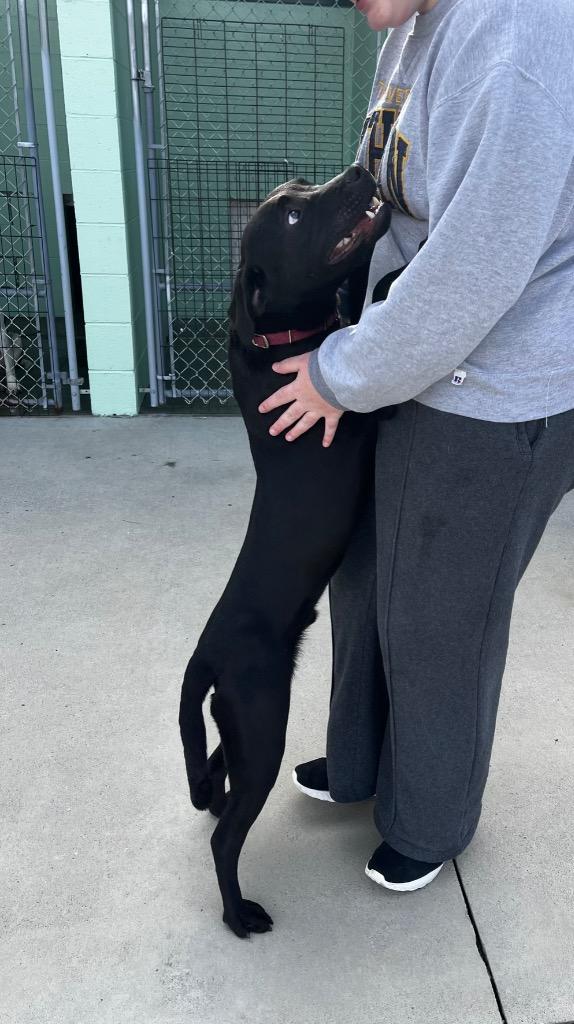 Enlarge Kronk, a Adoptable mixed breed in Blountville, TN image 6/6