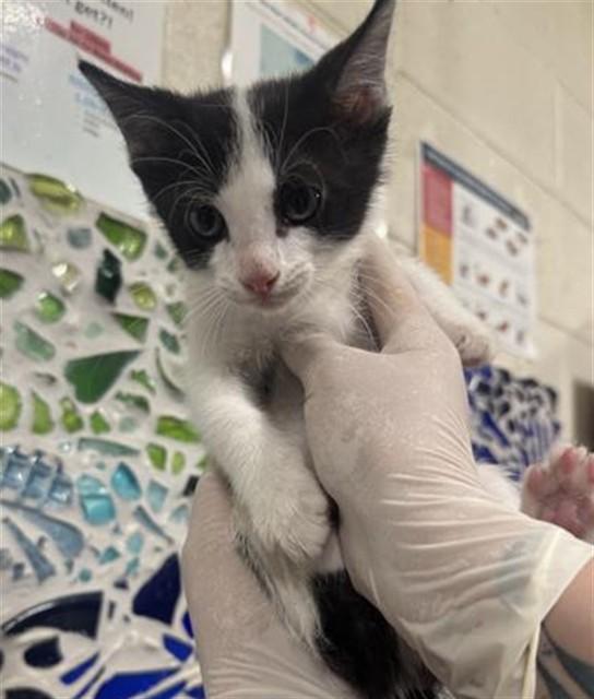 Enlarge REMI, a Adoptable Domestic Short Hair in Pensacola, FL image 1/1