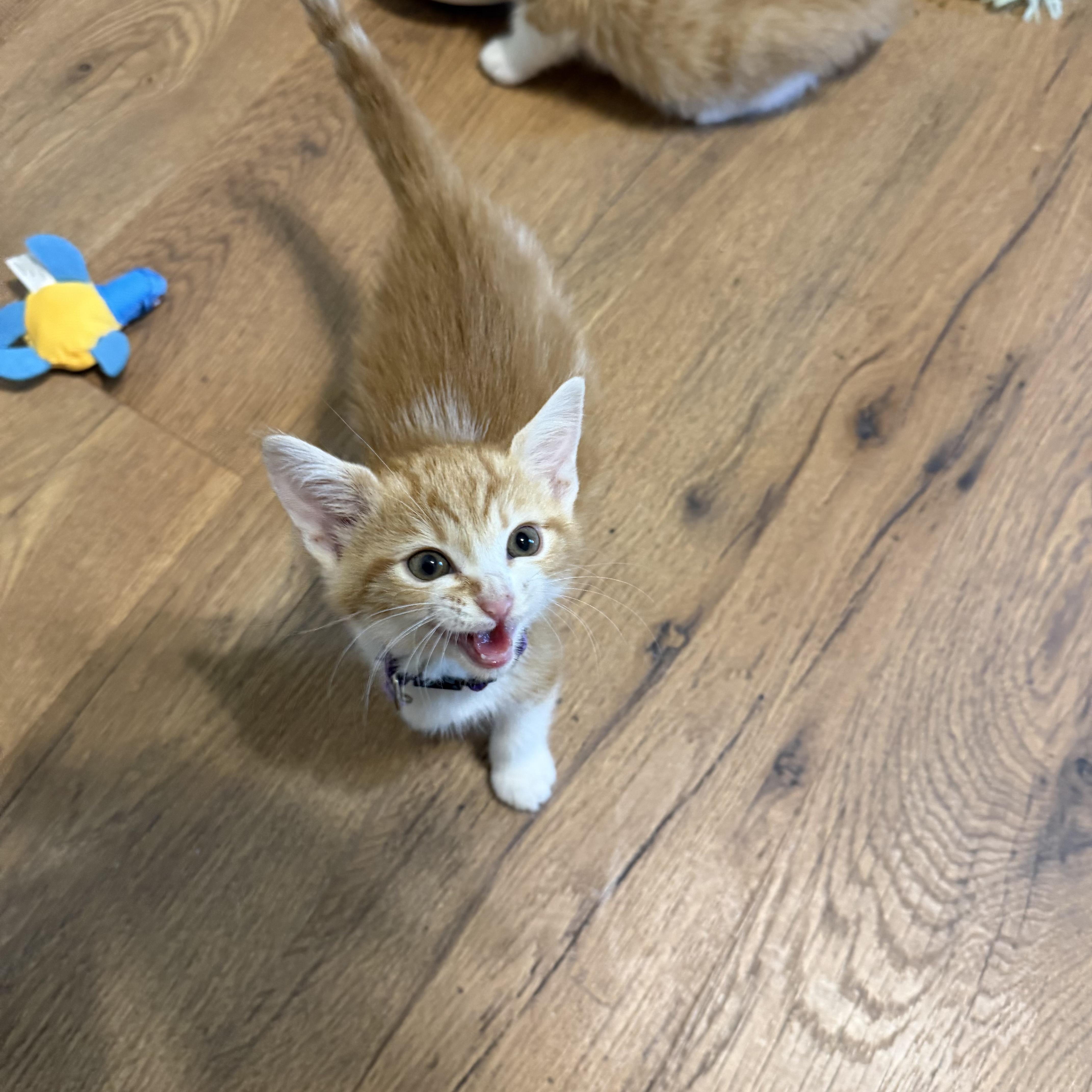 Enlarge Tiny Girl, a Adoptable Domestic Short Hair in Bethel , CT image 2/4