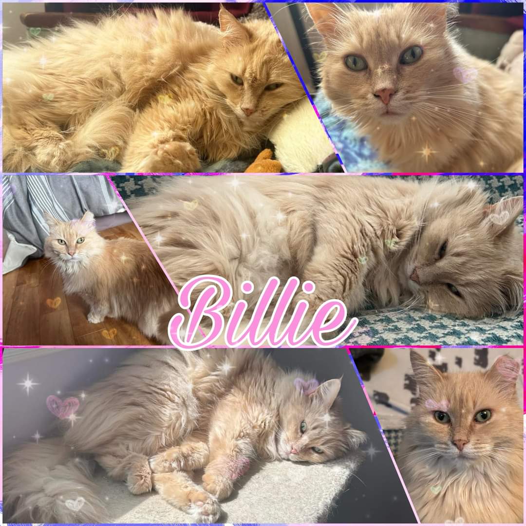 Enlarge Billie, a Adoptable Domestic Medium Hair in Beloeil, QC image 1/1