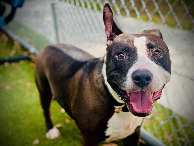 Enlarge BROOKLYN, a Adoptable mixed breed in Orlando, FL image 1/1