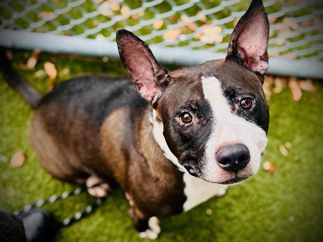 BROOKLYN, Adoptable, Adult Female Pit Bull Terrier & Mixed Breed.