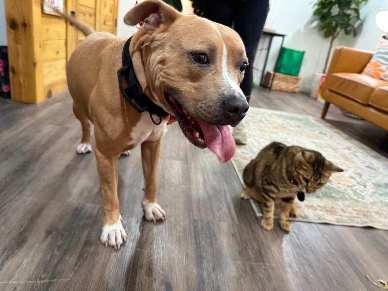 Webster Von Zoomie grade a beefcake 4