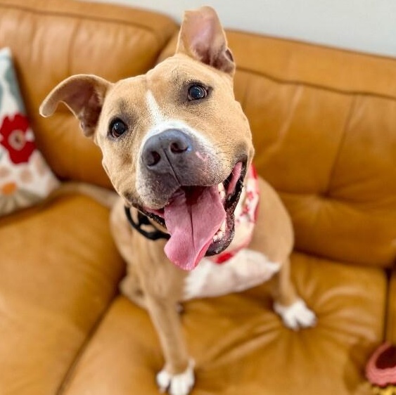 Webster Von Zoomie grade a beefcake 5