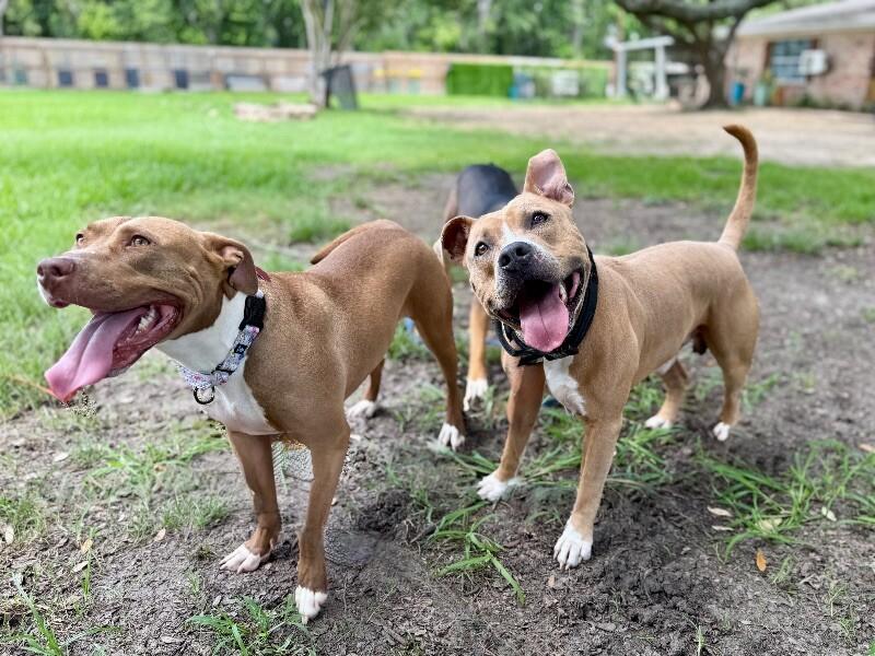 Webster Von Zoomie grade a beefcake 3