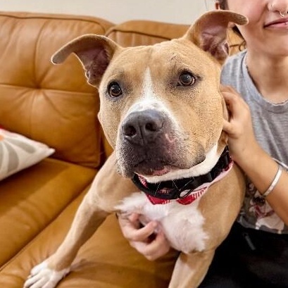 Webster Von Zoomie grade a beefcake 1