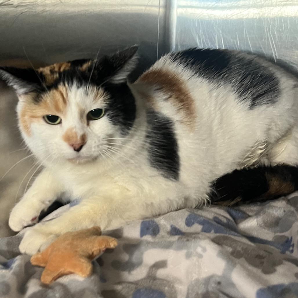 Enlarge Ashley, a Adoptable Domestic Short Hair in Nampa, ID image 1/1