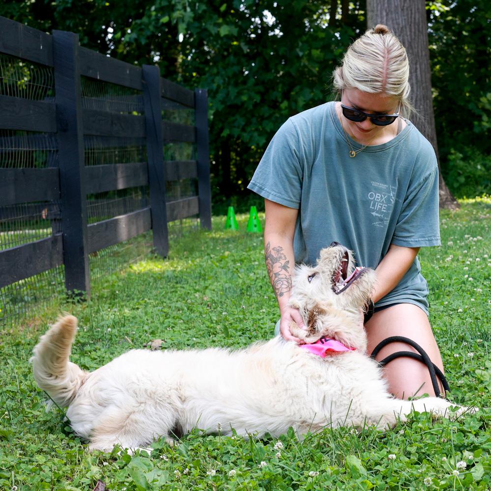 Enlarge Lainey (Female), an adopted mixed breed in West Grove, PA image 5/6