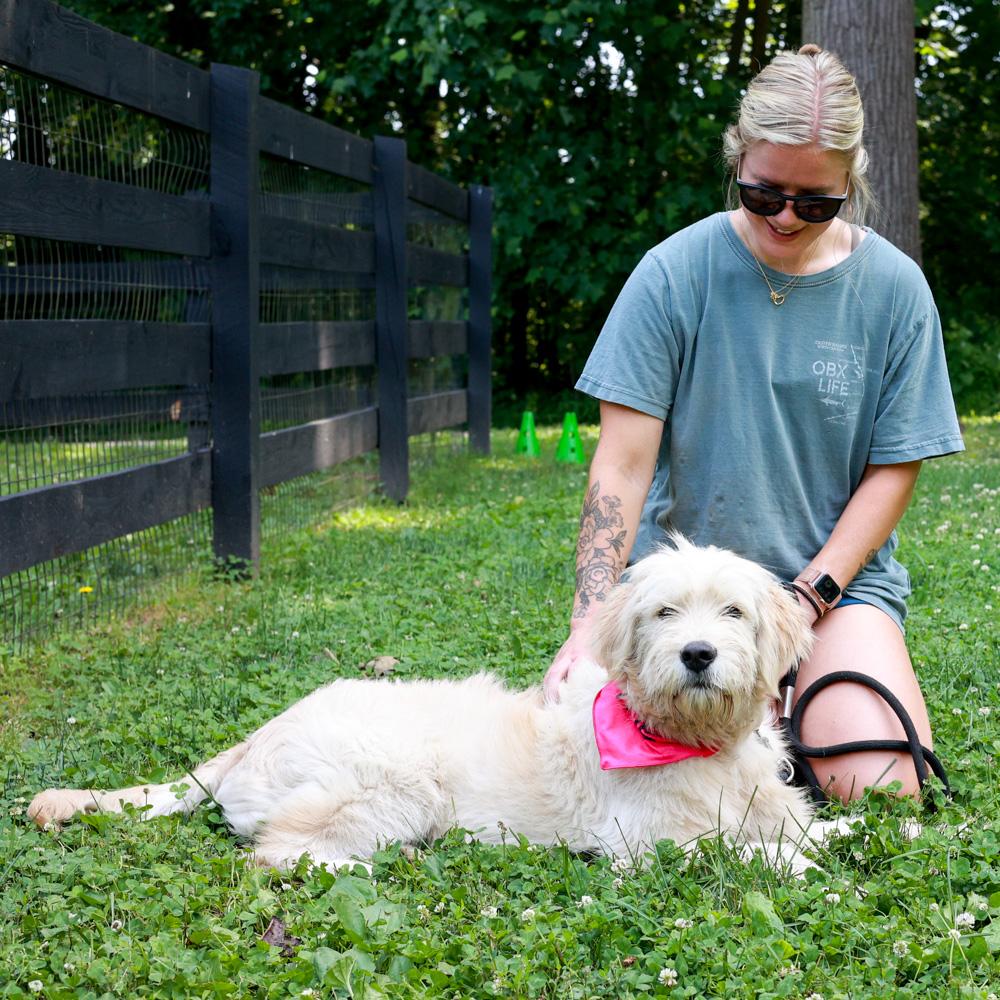 Enlarge Lainey (Female), an adopted mixed breed in West Grove, PA image 3/6