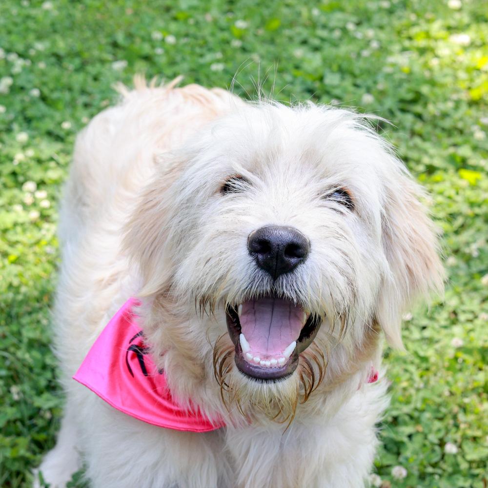 Enlarge Lainey (Female), an adopted mixed breed in West Grove, PA image 2/6