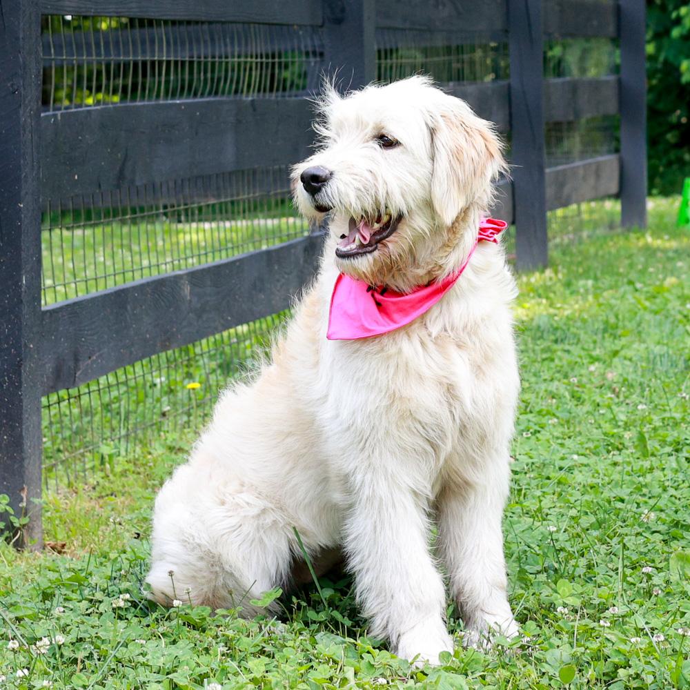 Enlarge Lainey (Female), an adopted mixed breed in West Grove, PA image 1/6