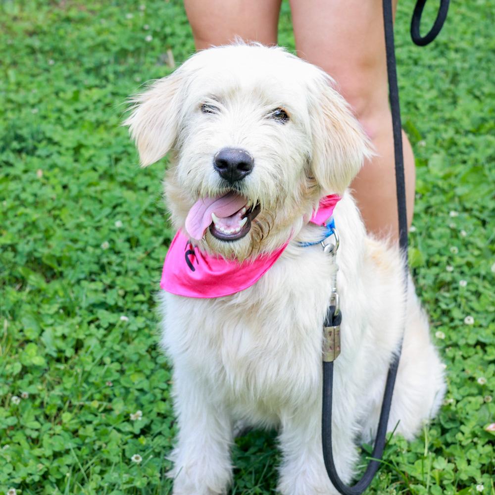 Enlarge Lainey (Female), an adopted mixed breed in West Grove, PA image 4/6