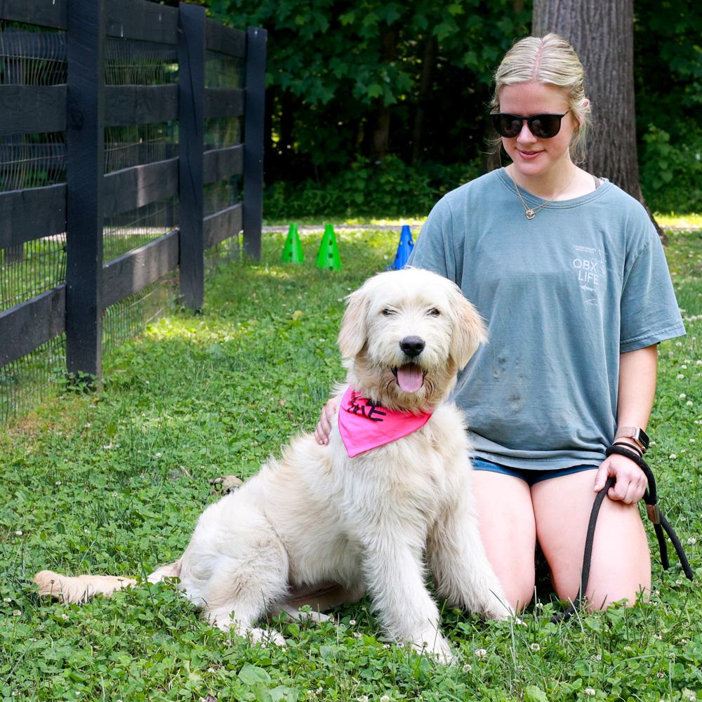 Enlarge Lainey (Female), an adopted mixed breed in West Grove, PA image 6/6