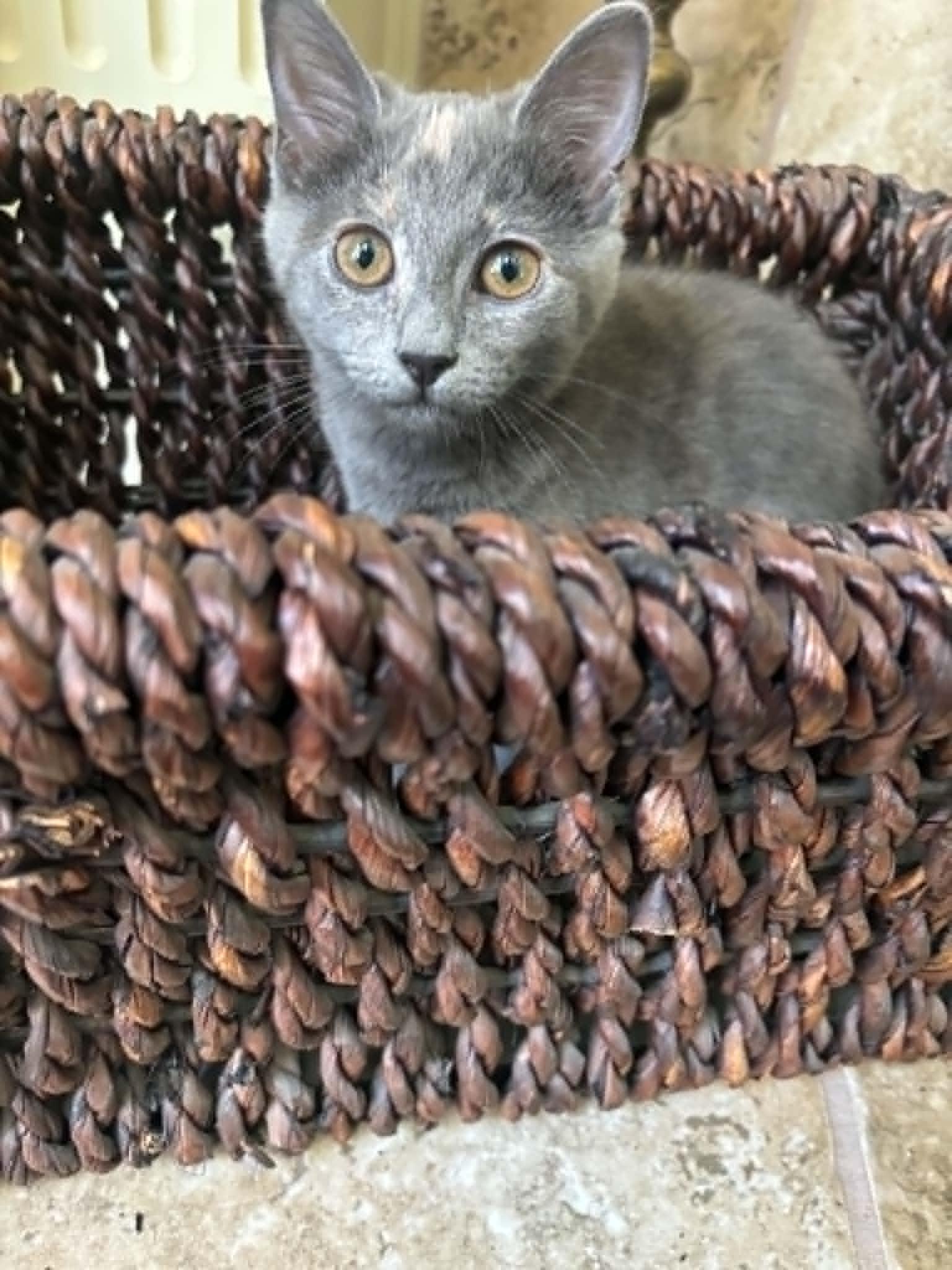 Enlarge Beverly, a ADOPTABLE Domestic Short Hair in Overland Park, KS image 4/6