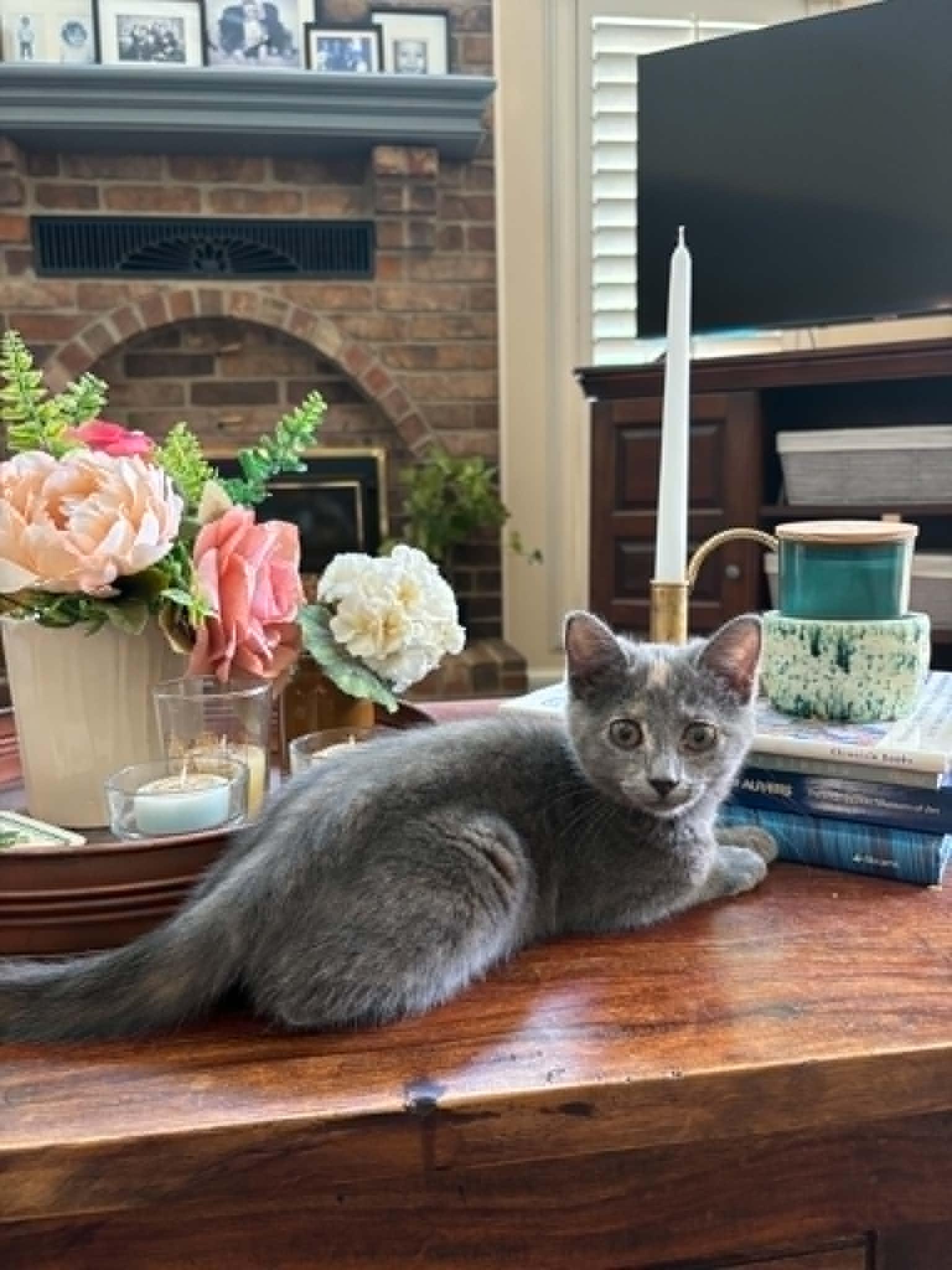 Enlarge Beverly, a ADOPTABLE Domestic Short Hair in Overland Park, KS image 2/6