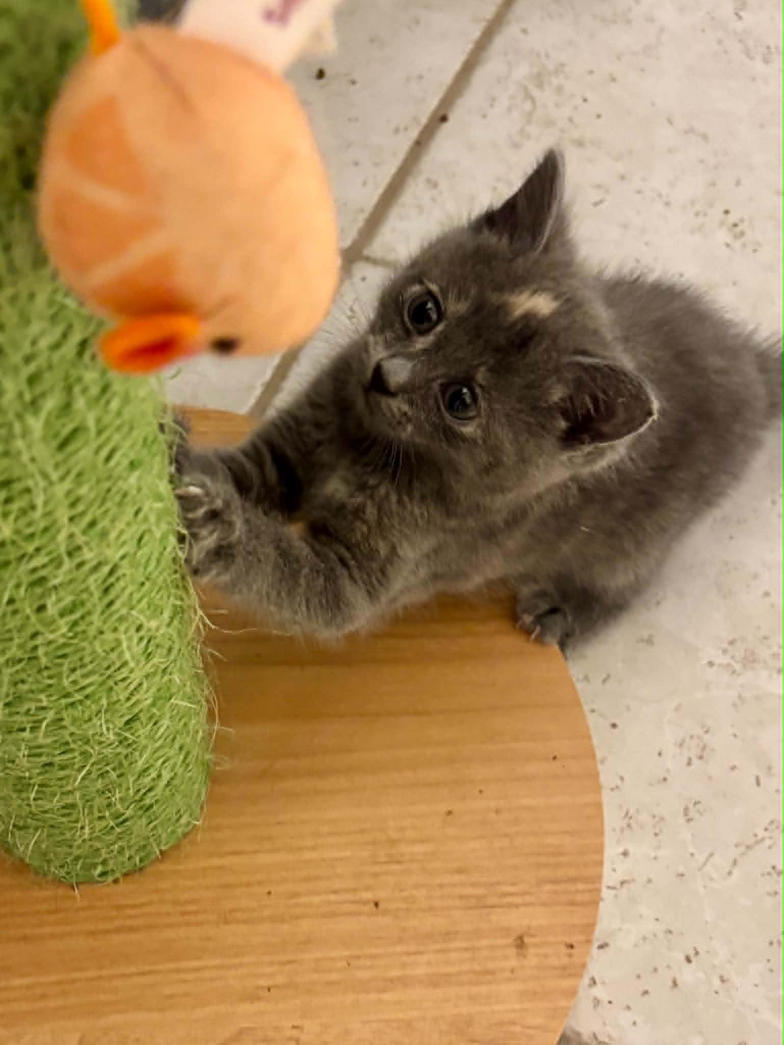 Enlarge Beverly, a ADOPTABLE Domestic Short Hair in Overland Park, KS image 5/6