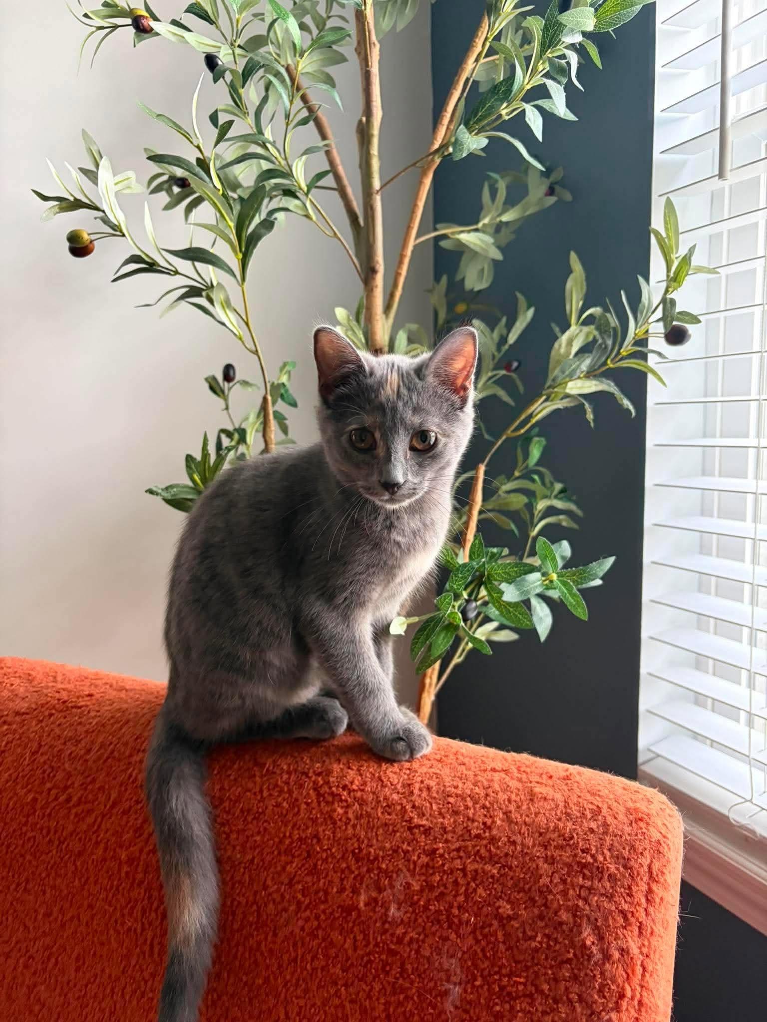 Beverly, ADOPTABLE, Kitten Female Domestic Short Hair.
