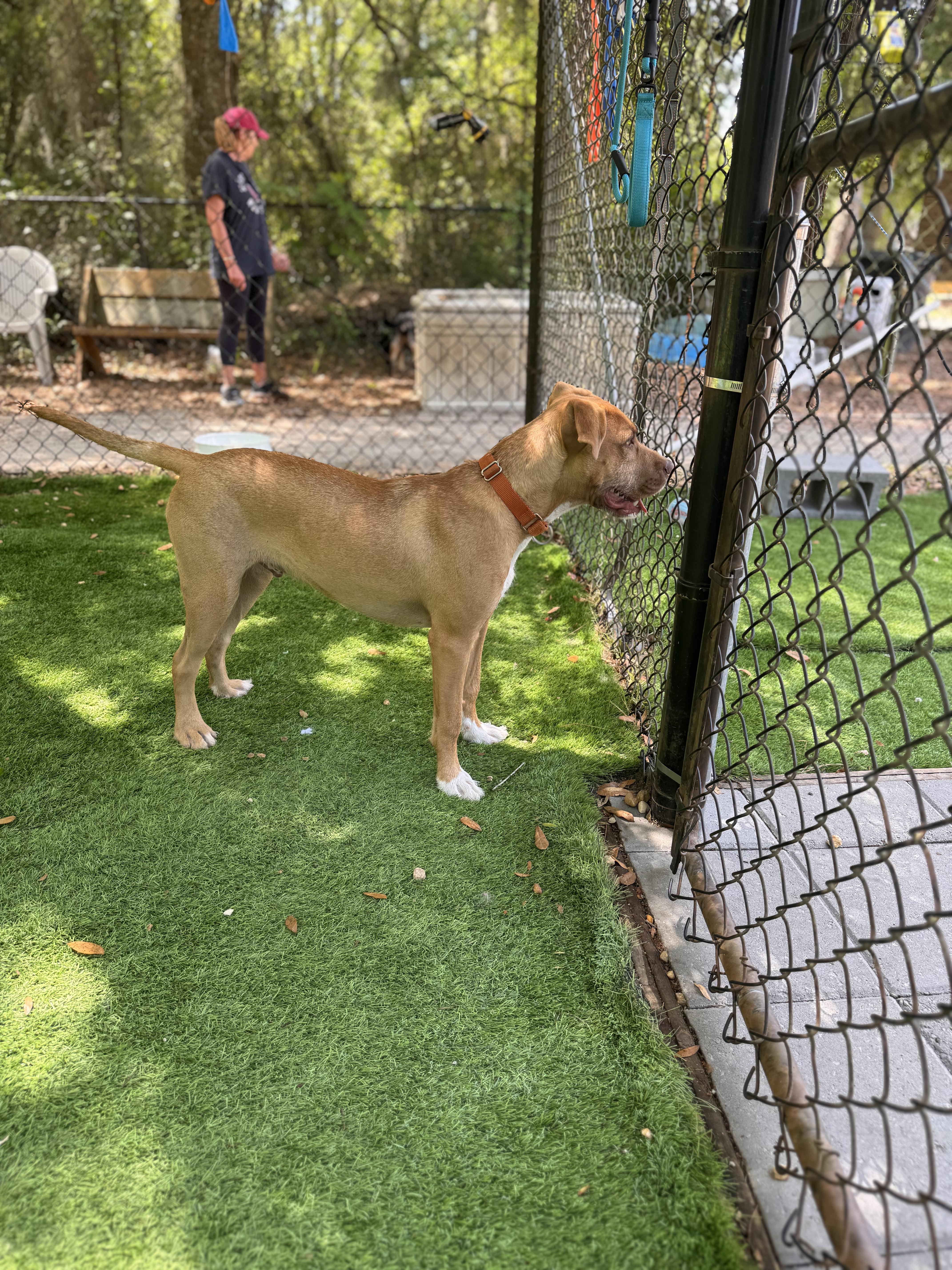 Enlarge Burke, a ADOPTABLE mixed breed in Pawleys Island, SC image 2/2