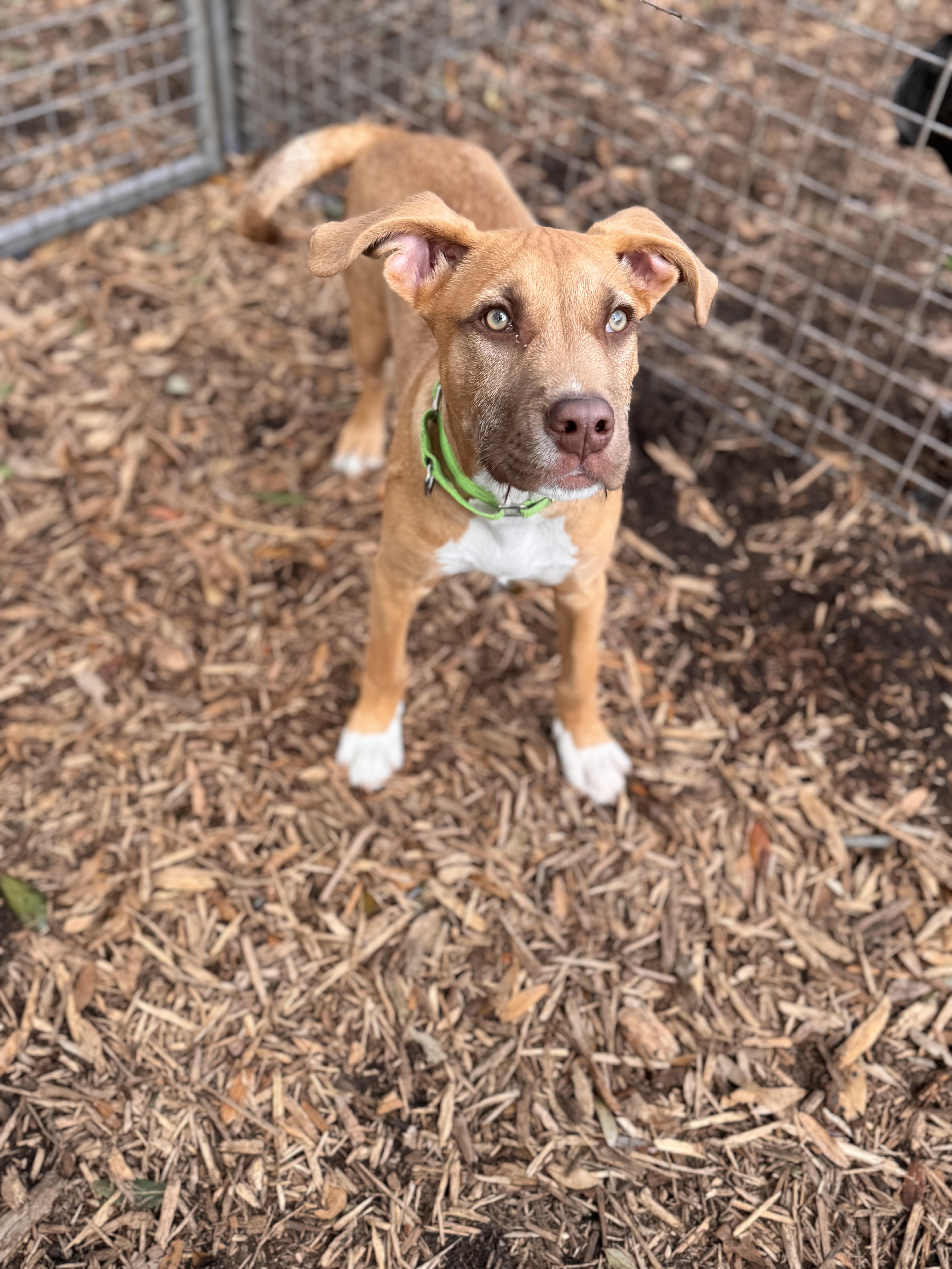 Burke, ADOPTABLE, Young Male Hound.