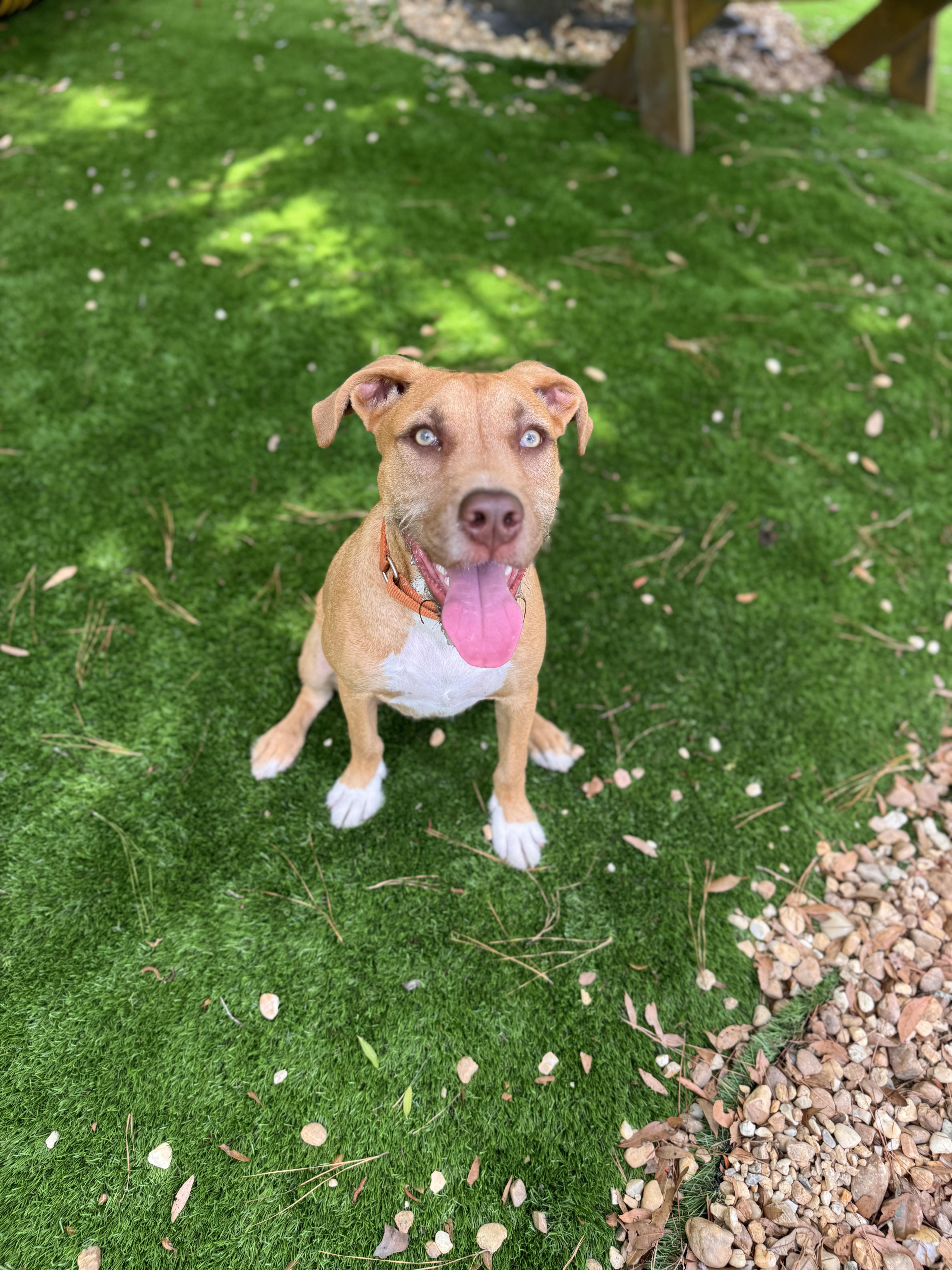 Burke, ADOPTABLE, Young Male Hound.