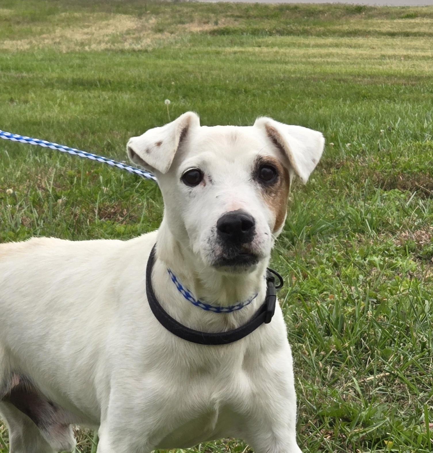 Charlie-boy, Adoptable, Adult Male Jack Russell Terrier.