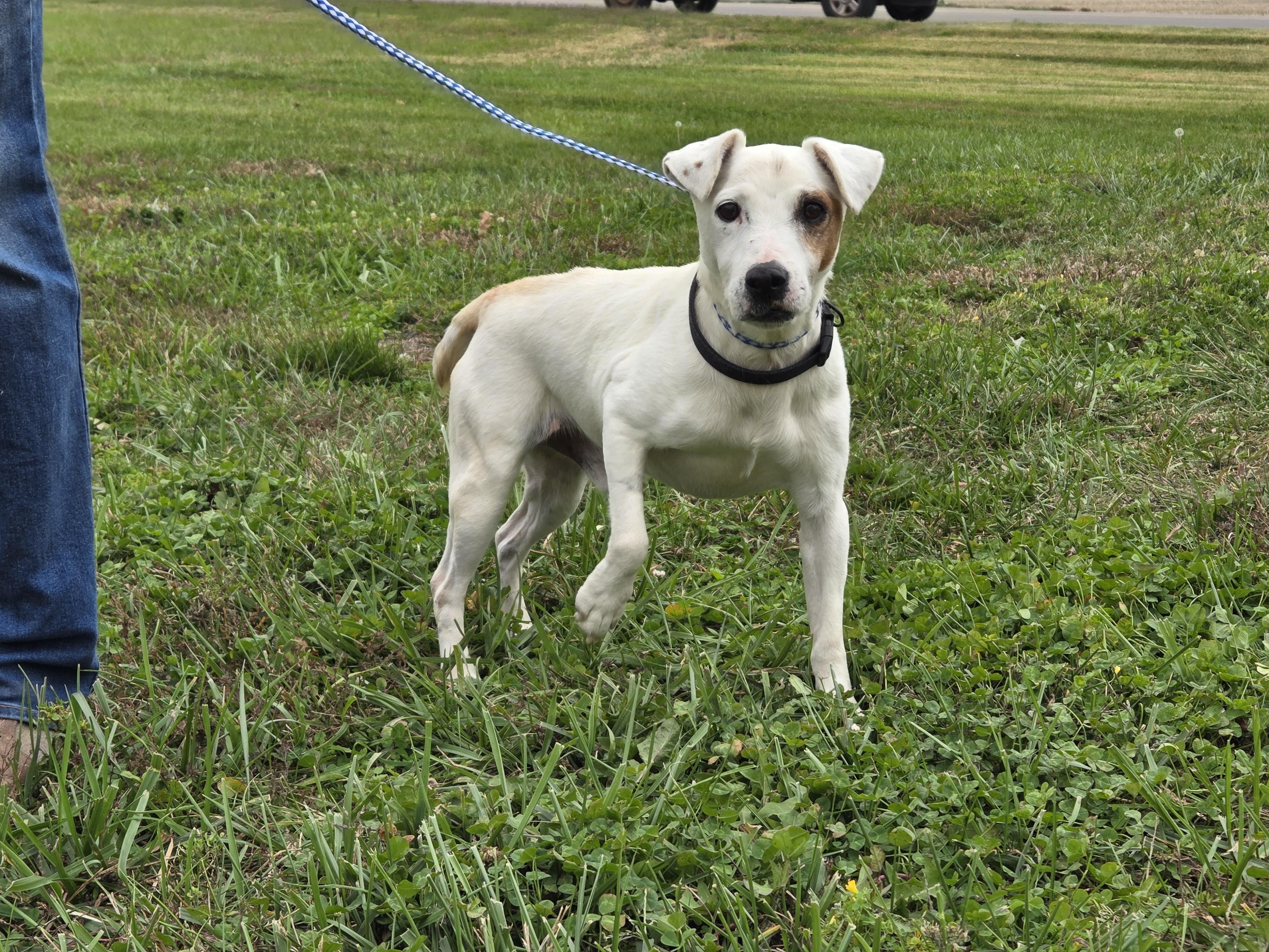 Charlie-boy, a Adoptable Jack Russell Terrier in Evansville, IN image 2/2