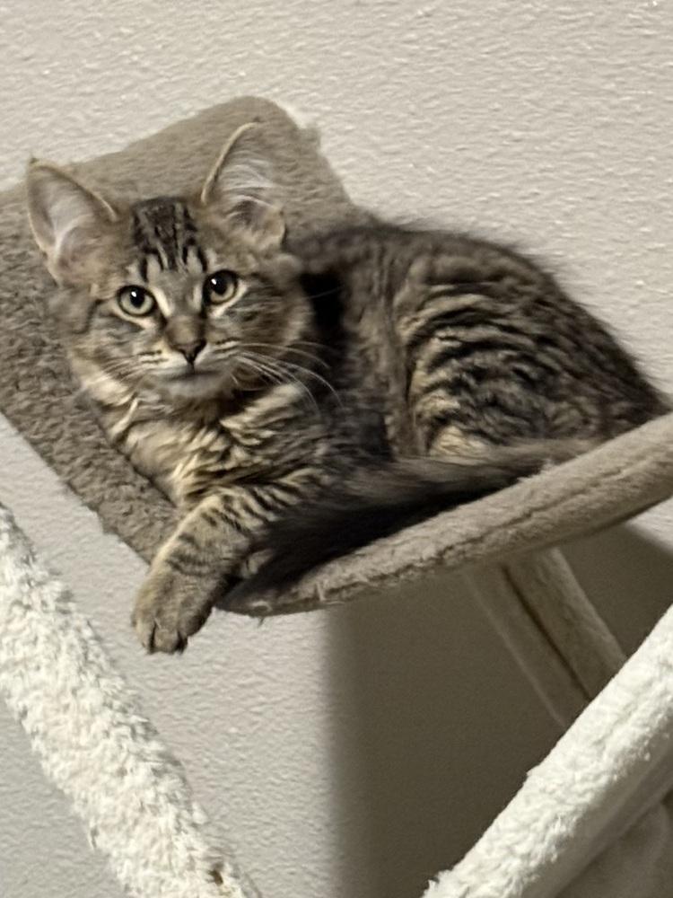 Basalt, Adoptable, Kitten Female Domestic Medium Hair.