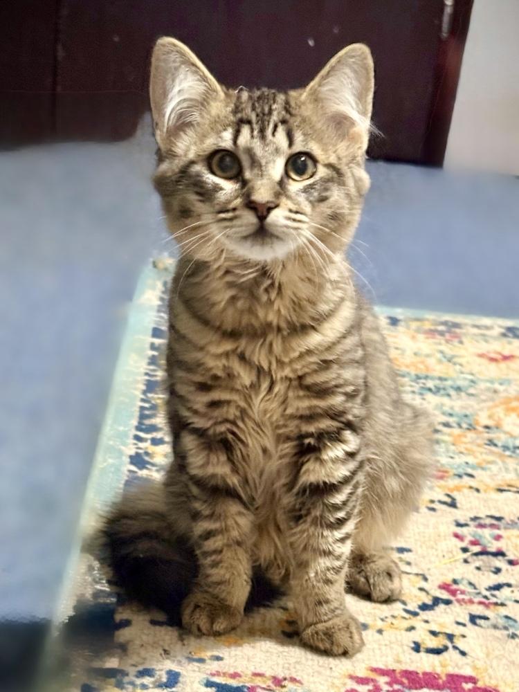 Basalt, a Adoptable Domestic Medium Hair in Bellingham, WA image 2/4