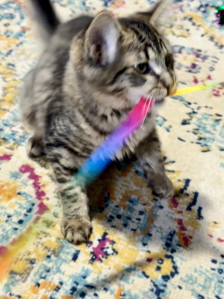 Basalt, a Adoptable Domestic Medium Hair in Bellingham, WA image 3/4