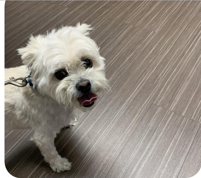 Enlarge Jabir, a ADOPTABLE mixed breed in Las Vegas, NV image 2/2