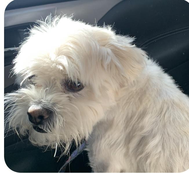 Jabir, ADOPTABLE, Adult Male Maltese.