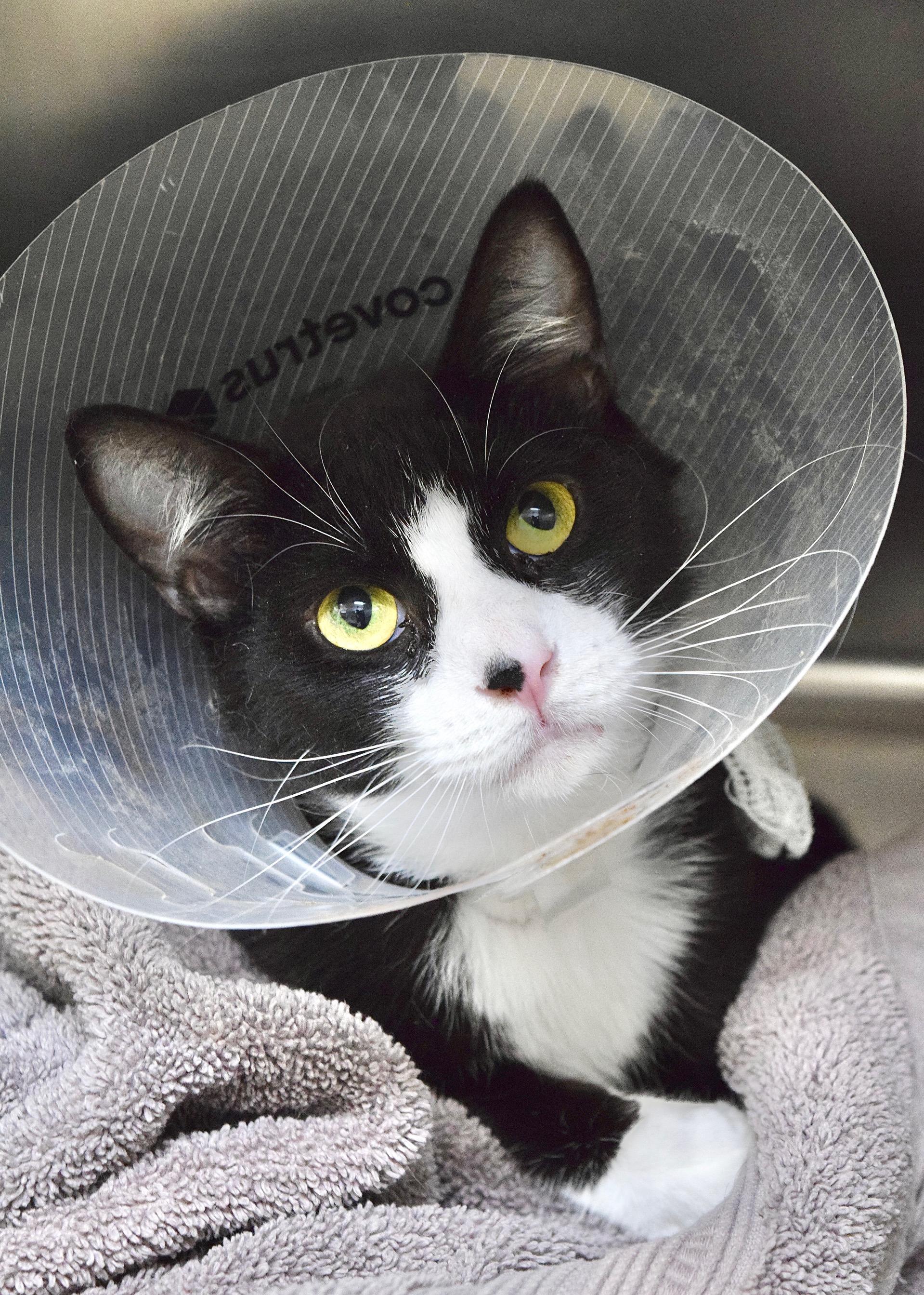 Palace, ADOPTABLE, Young Male Domestic Short Hair.